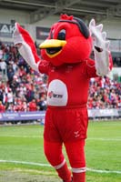 Rufus-HullKRMascot19_100526